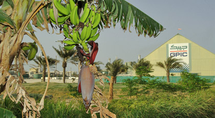 bahrain marcopolis gulf environmental report gpic