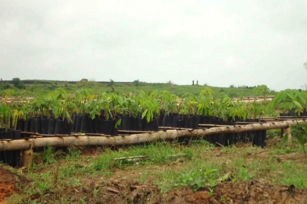 rubber plantation Ghana