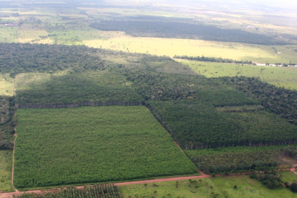 forestation Rondonia