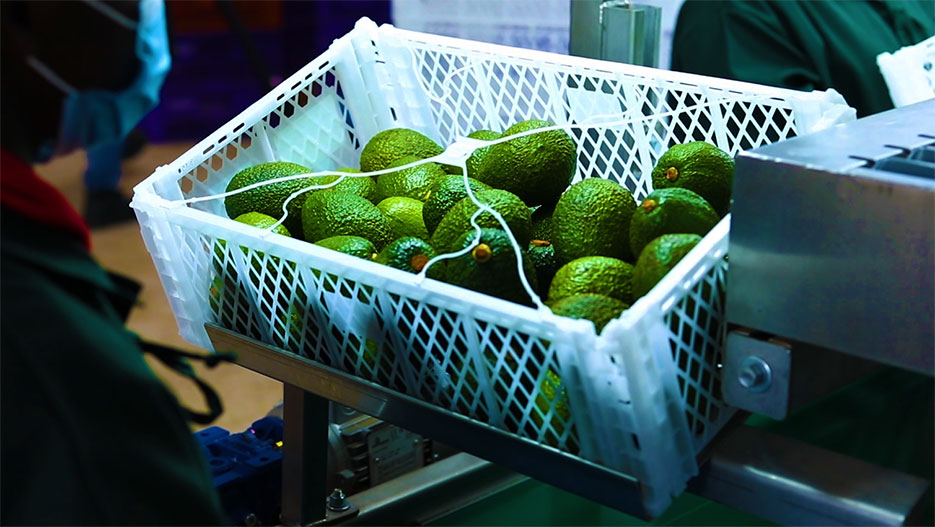 KAEA: Silafrica’s Game Changing Fruit and Vegetable Export Crates Win Packaging Innovation of the Year