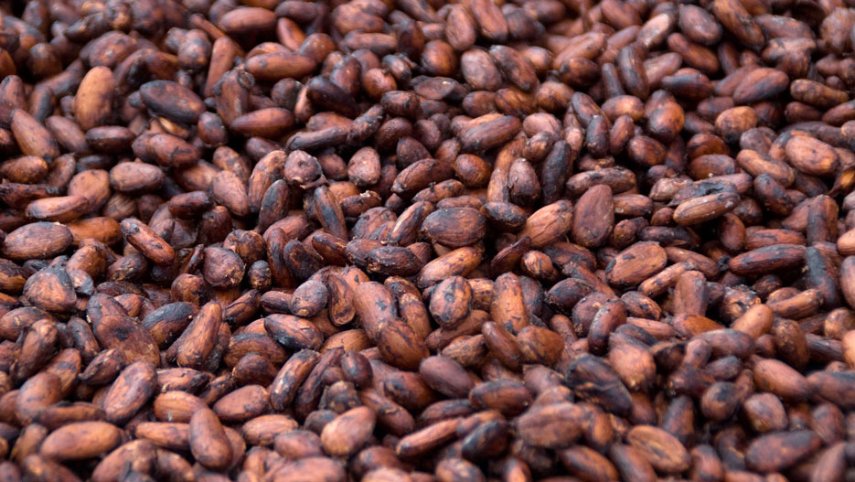 Cocoa beans: Ivory Cocoa Products