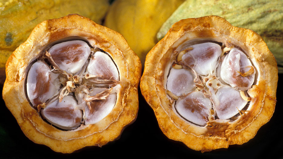 Cocoa pods: Ivory Cocoa Products