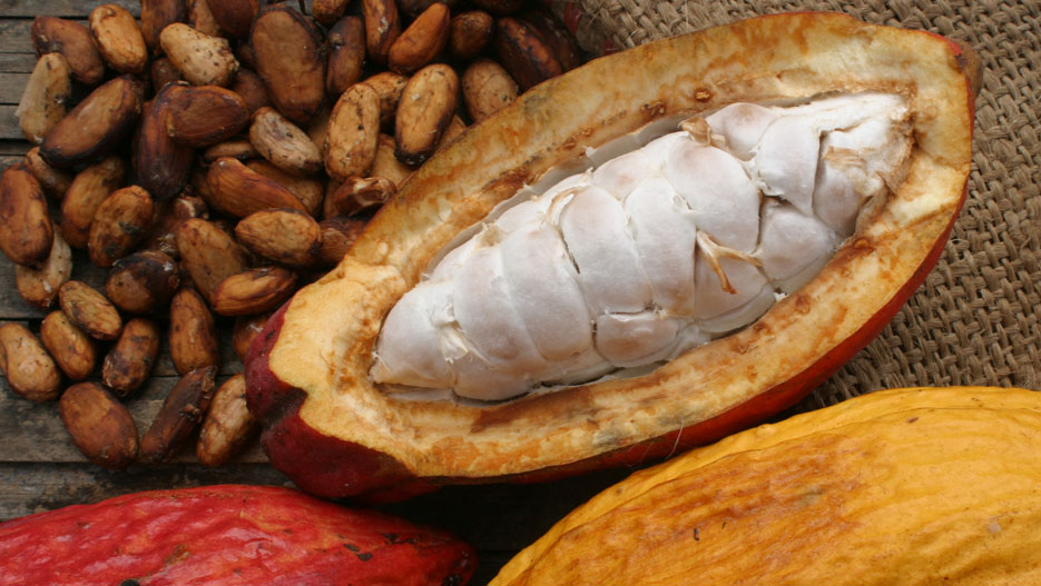 OMCC : Organisation Mondiale des Cultivateurs de Cacao