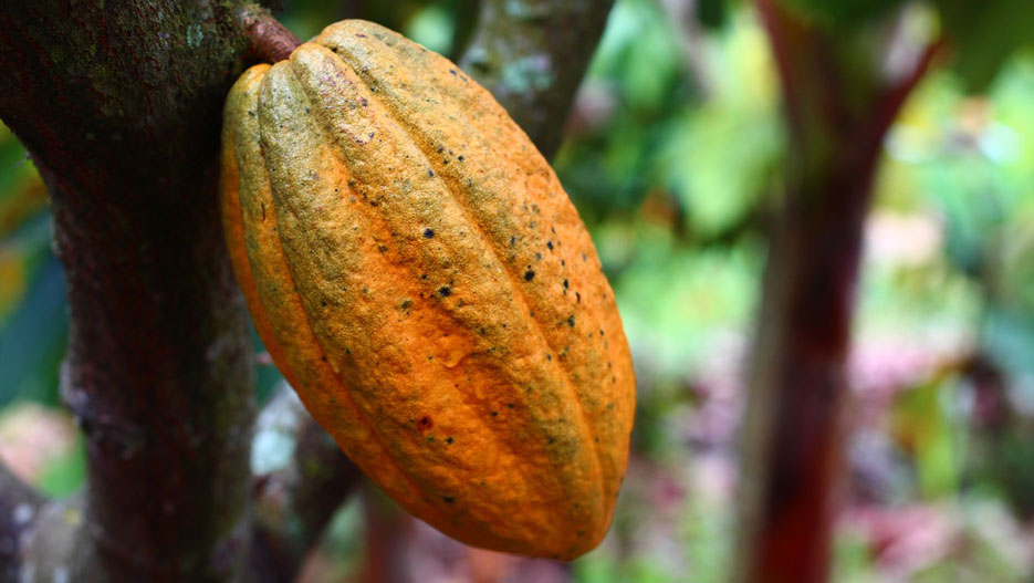 production ivoirienne de cacao