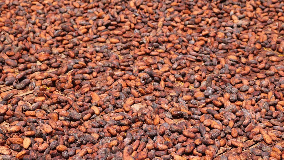 Développer le Bien-Etre des Planteurs de Cacao en Côte d’Ivoire : Une Priorité pour Kineden
