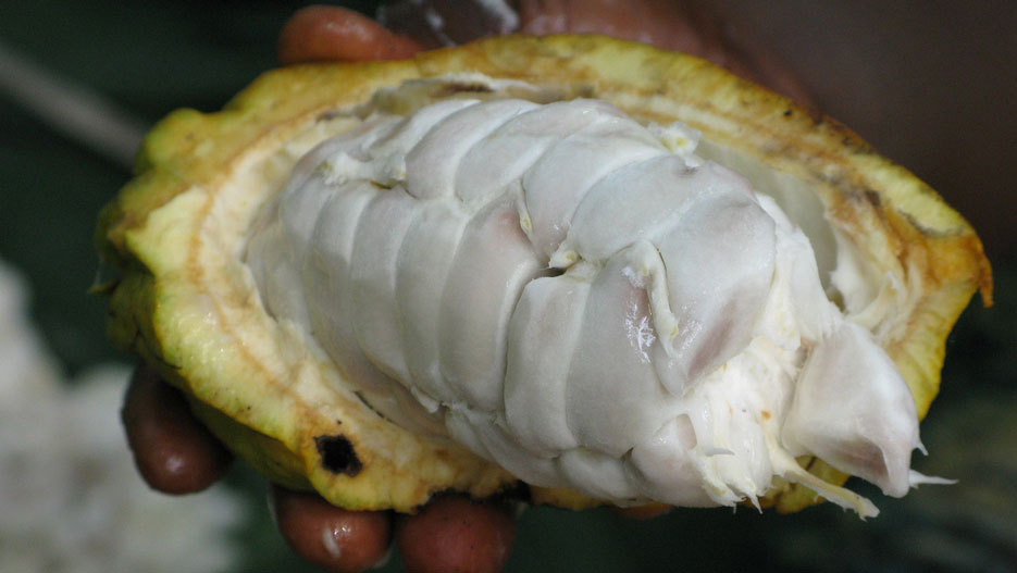 Stéphane Apoque : Vision pour le Futur de Kineden, Exportateur Ivoirien de Cacao
