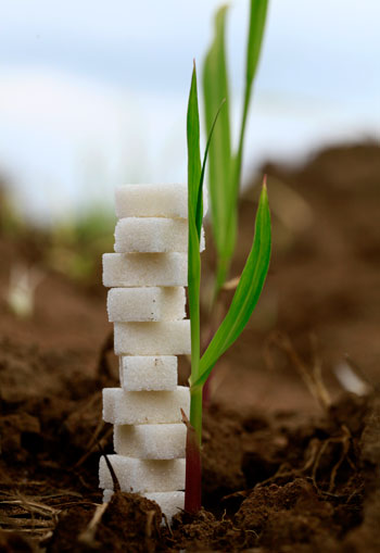 Agriculture products of Ivory Coast - Sugar