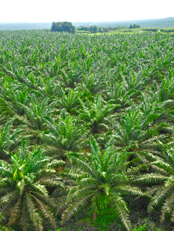 Agriculture products of Ivory Coast - Palm Oil