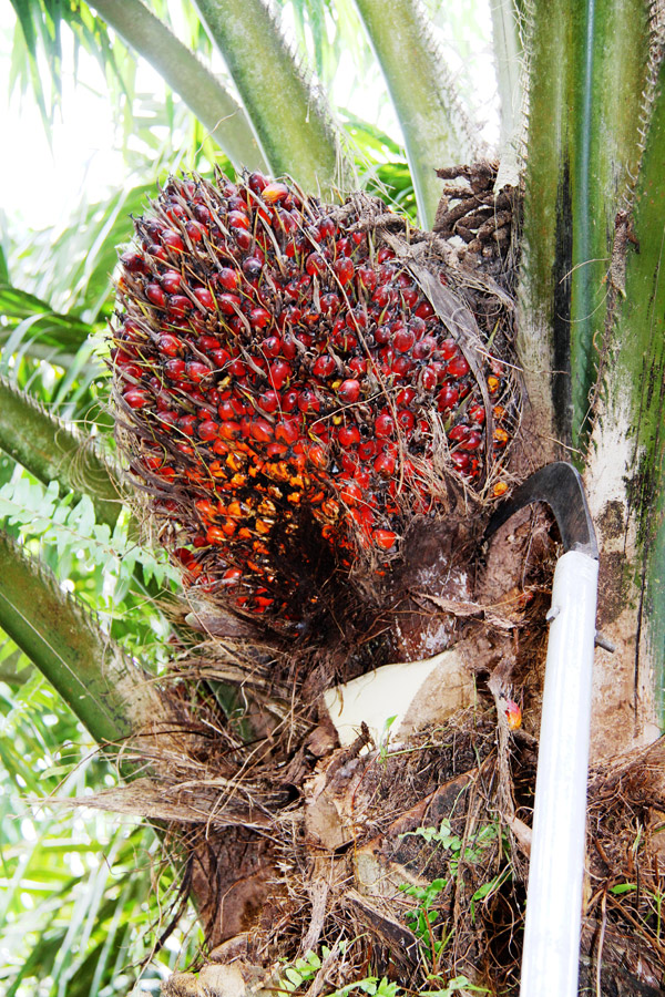 Palm Oil Seeds Côte d'Ivoire