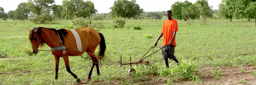 Agriculture in Cote d'Ivoire