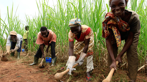 Agriculture in Côte d'Ivoire: Outlook for Agricultural Sector in 2012