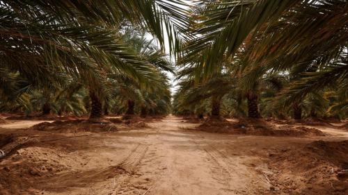 Agribusiness-overview-Egypt-agribusiness-is-poised-for-growth