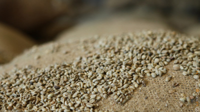 Addis Exporter coffee grains