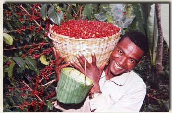 organic coffee Ethiopia