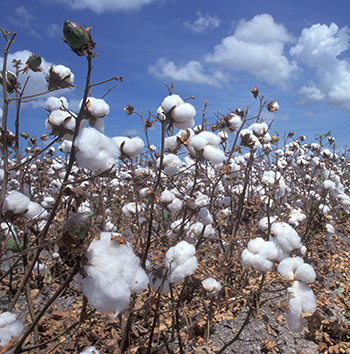 Cotton plantations Ethiopia