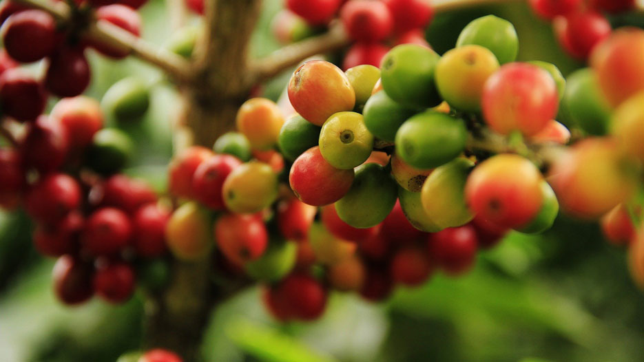 Ethiopian Coffee Sector: An Interview with Emebet Tafesse of Zebad General Export and Import