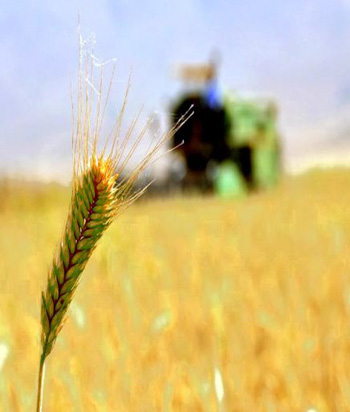 Agriculture in the Kurdistan region of Iraq