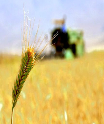 Agricultural products Kurdistan region of Iraq