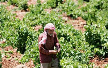 harvest in Lebanon