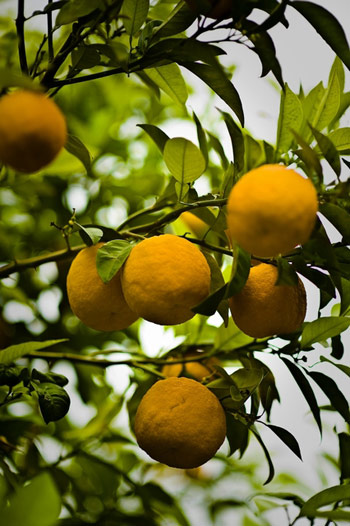 Oranges Credit Agricole Maroc