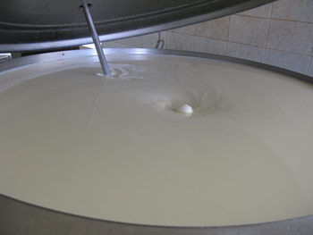 Tadla Azilal Milkproduction