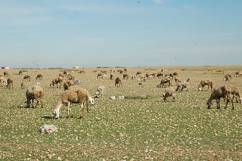 Tadla Azilal  Pastures