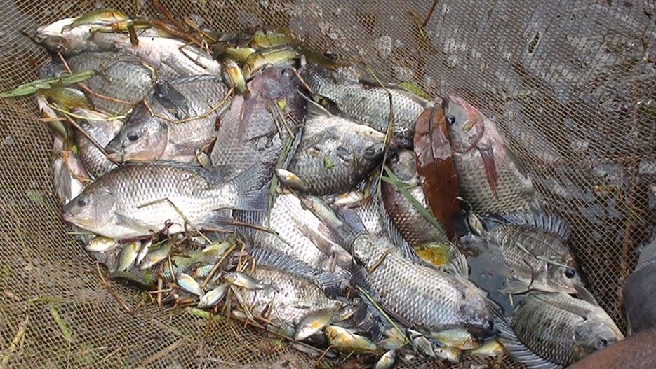 Pesca na Província de Maputo