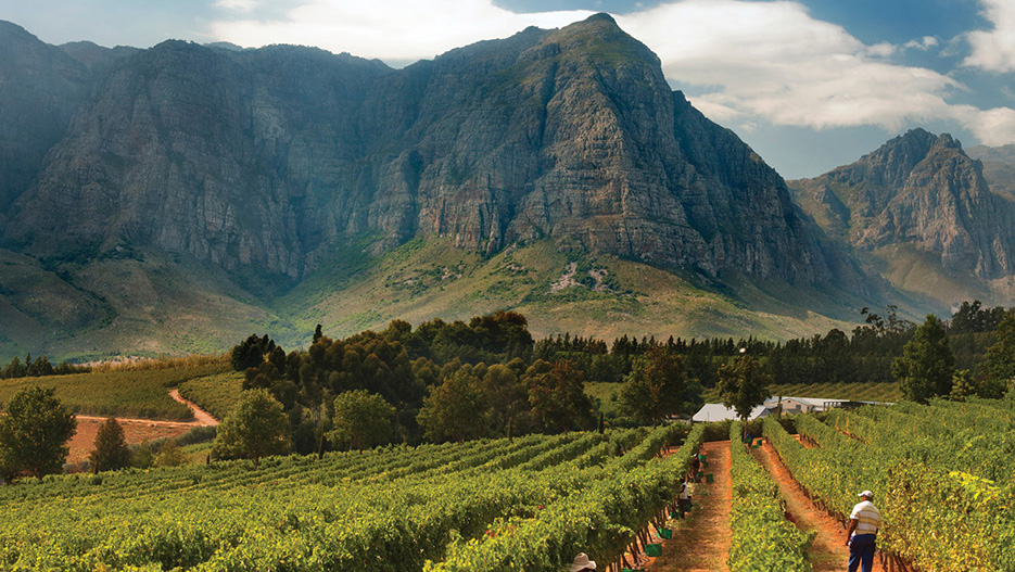 Wine Industry South Africa