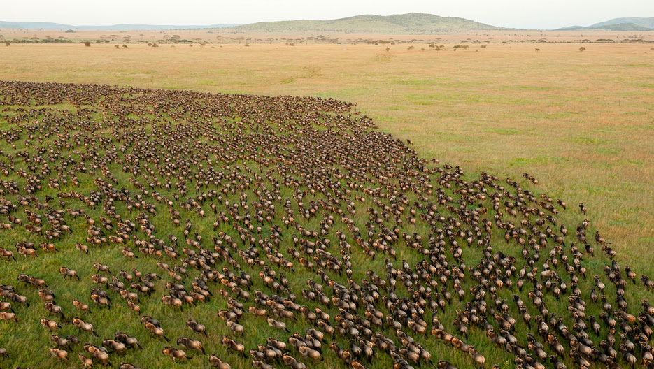Wildebeest Migration in Serengeti National Park