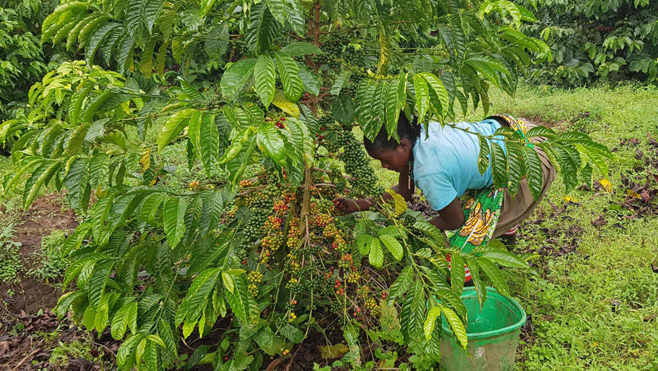 Muhangi Hills Coffee by Dr Ian Clarke: Producing High Quality Robusta in Uganda