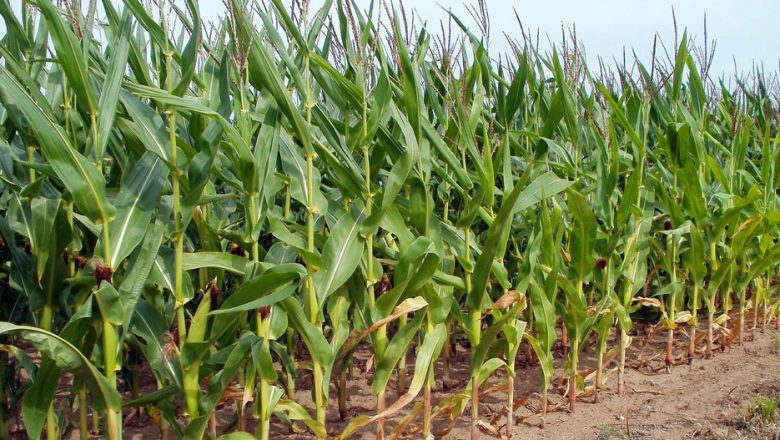 Agriculture Remains Backbone of Zimbabwe’s Economy Despite Challenges ...