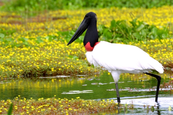 tourism Pantanal