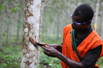 Sustainable development of agriculture in Ivory Coast