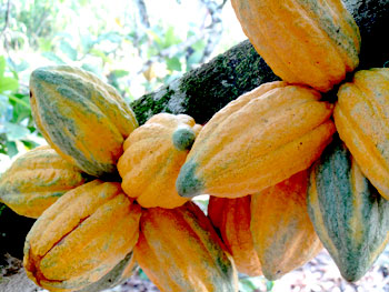 Côte d'Ivoire Produits