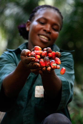 Palm oil in Cote dIvoire