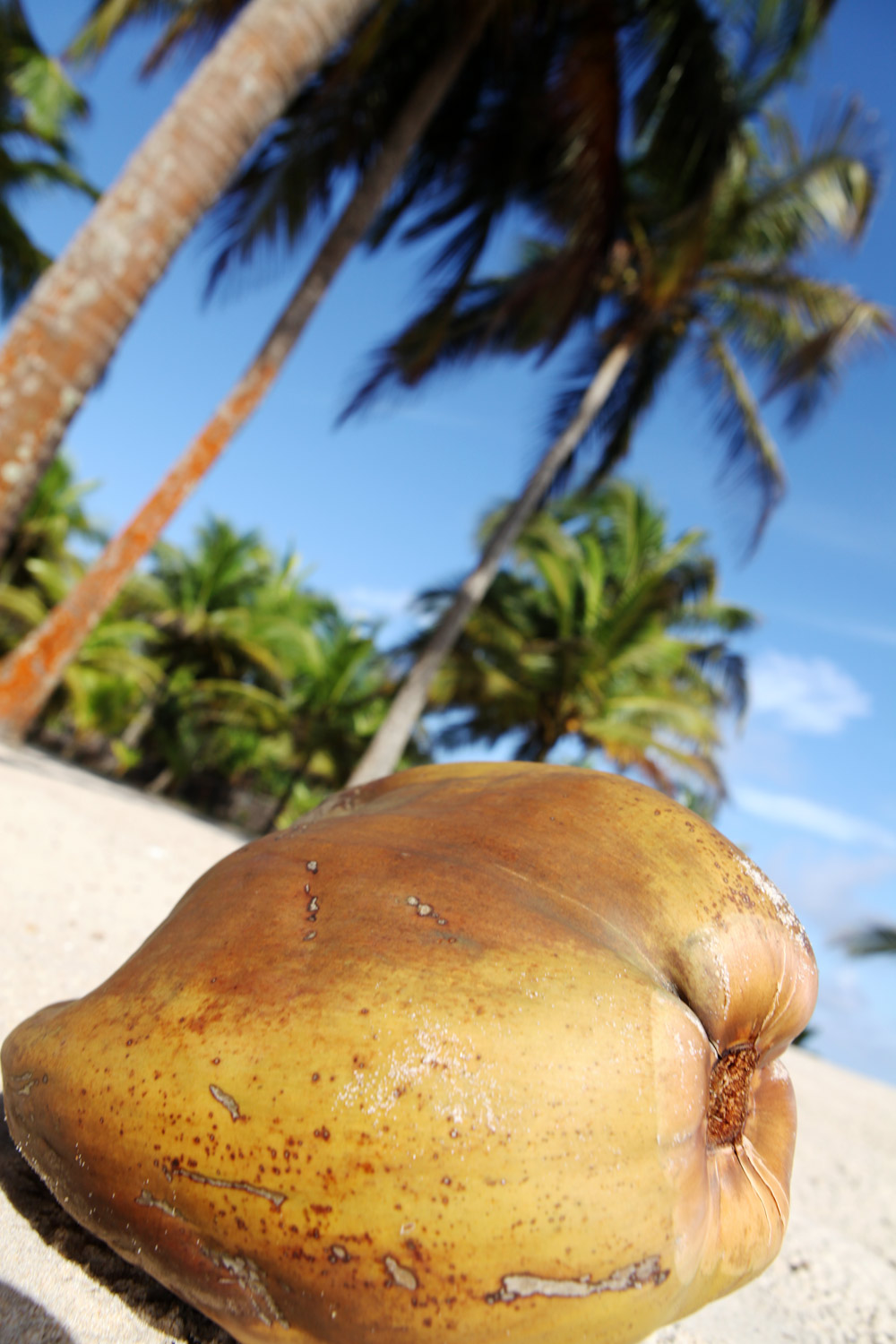 Coconut Côte d'Ivoire