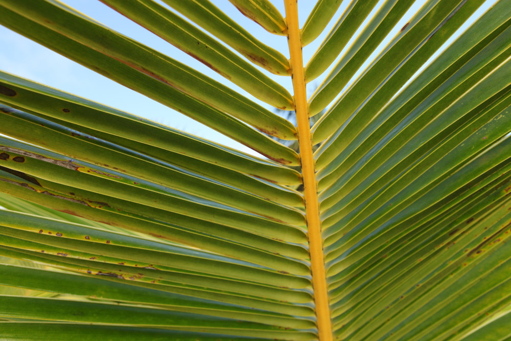 Palm Oil Côte d’Ivoire