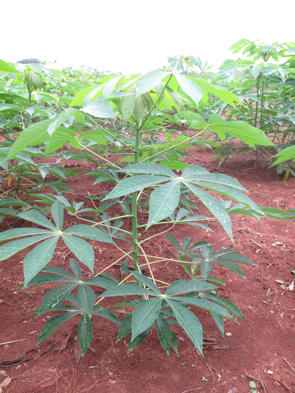 Manioc Côte d'Ivoire