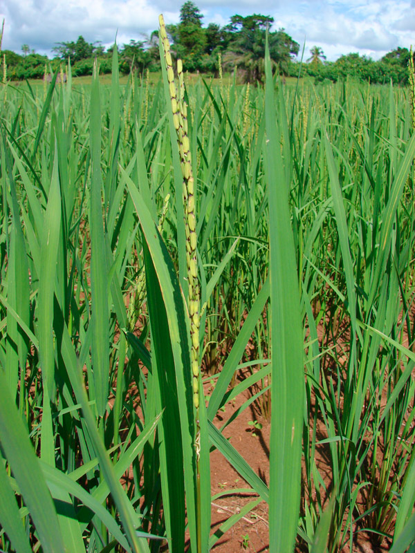 Rice Côte d'Ivoire