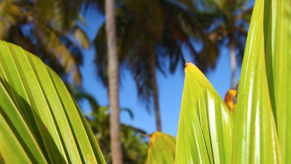 Agriculture in Côte d'Ivoire: The National Agricultural Investment Program