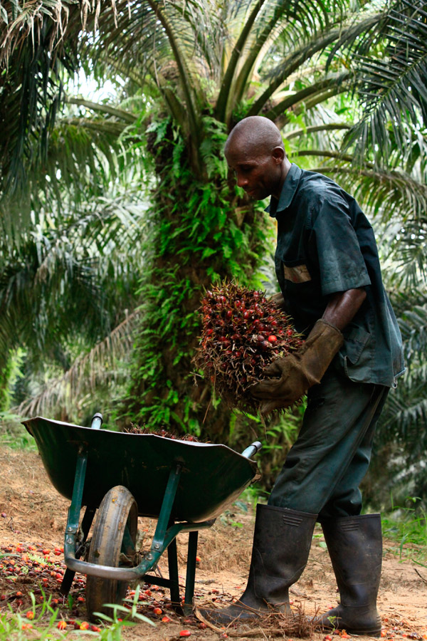 SIFCA Palm Oil