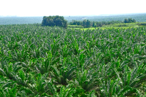 Landscape Cote d'Ivoire