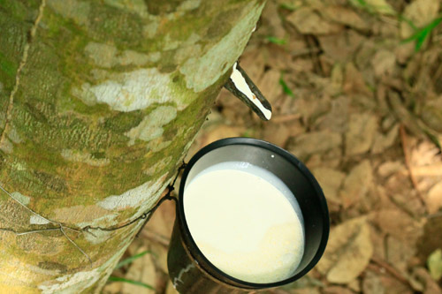 Agriculture Cote d'Ivoire