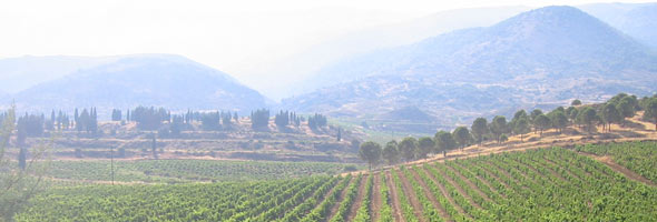 Kefraya Vignoble